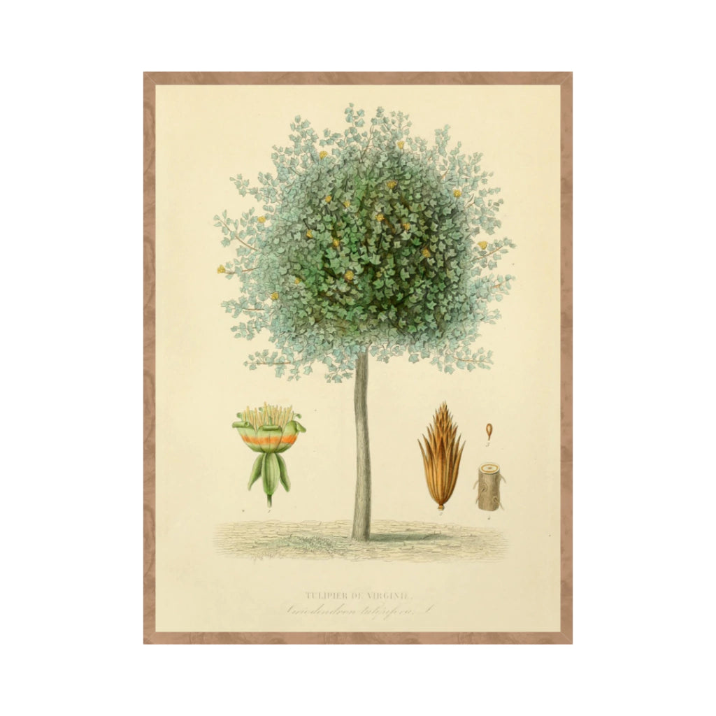 Quadro Botanico 4 - 24x30cm , 40x50cm , 50x70cm e 70x90cm