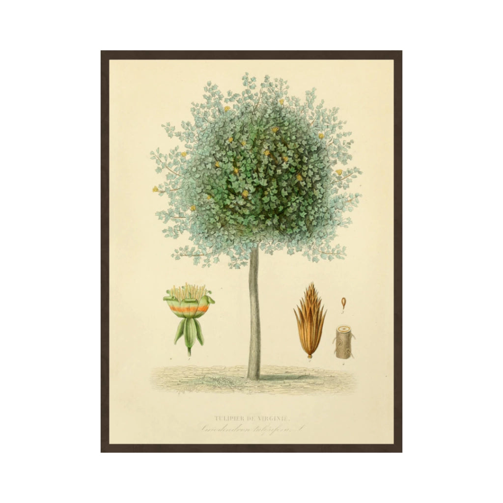 Quadro Botanico 4 - 24x30cm , 40x50cm , 50x70cm e 70x90cm