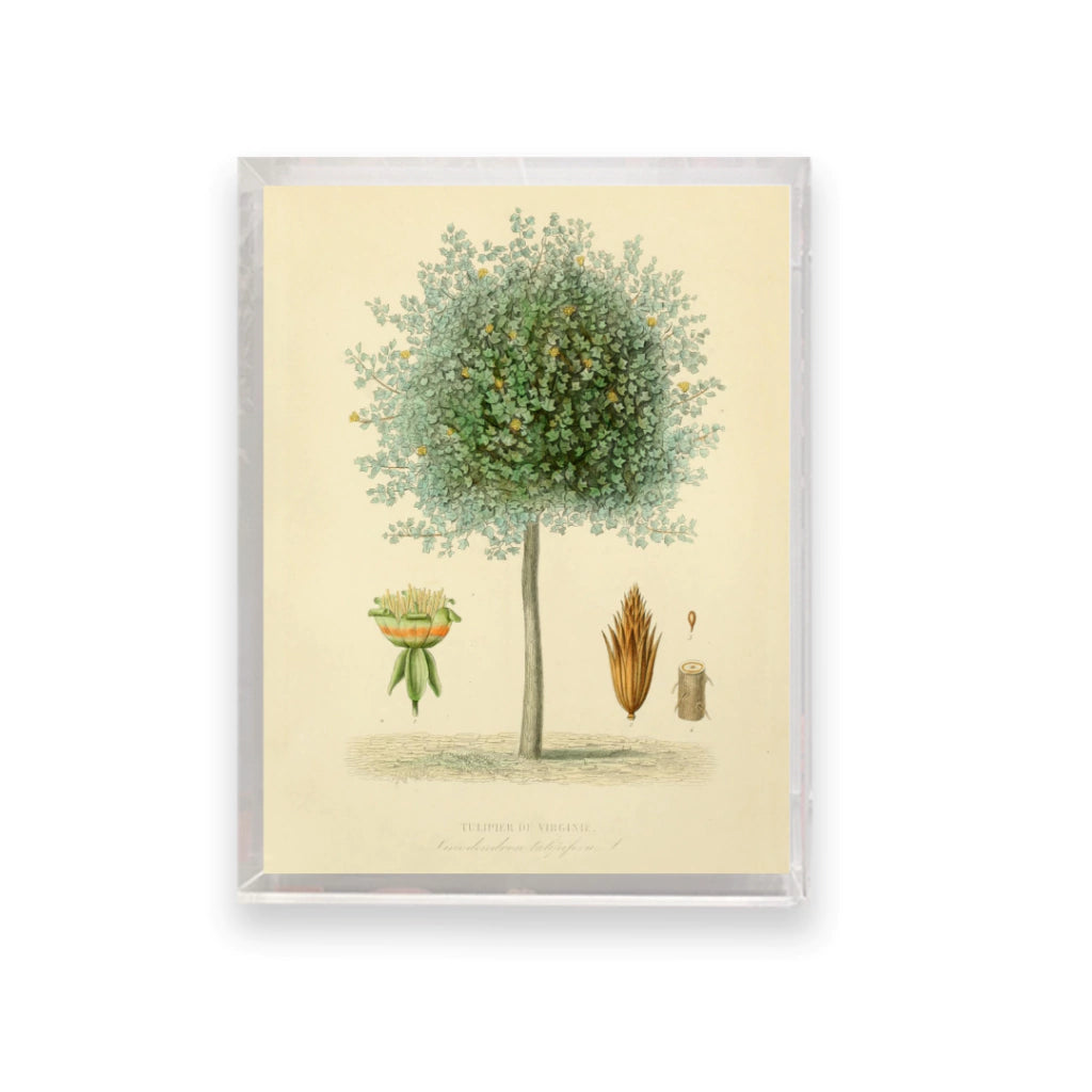 Quadro Botanico 4 - 24x30cm , 40x50cm , 50x70cm e 70x90cm
