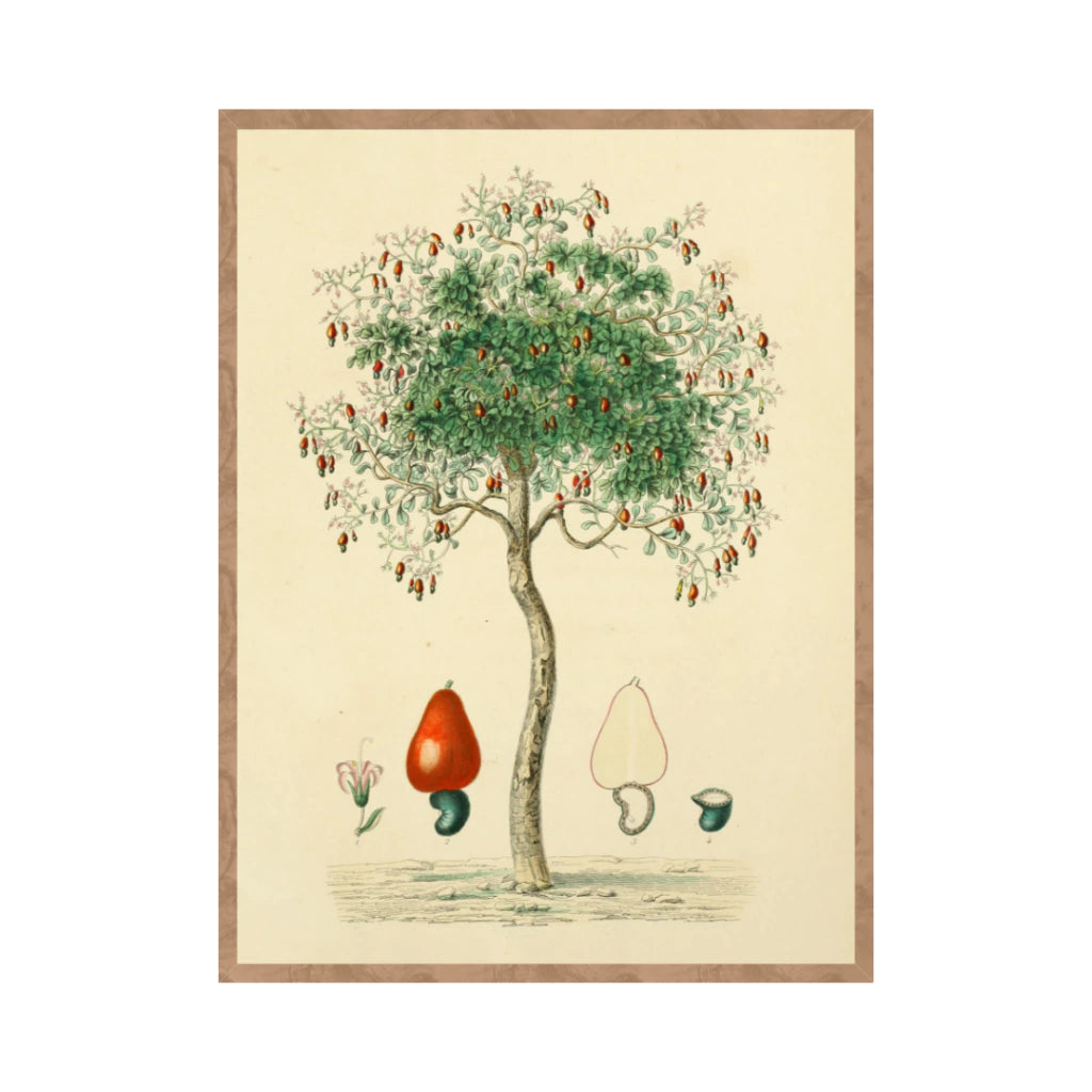 Quadro Botanico 1 - 24x30cm , 40x50cm , 50x70cm e 70x90cm