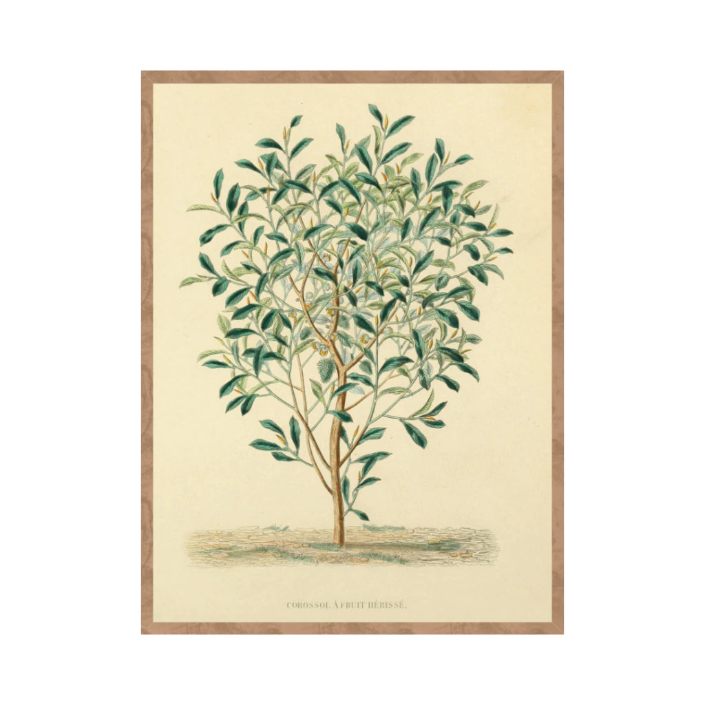 Quadro Botanico 3 - 24x30cm , 40x50cm , 50x70cm e 70x90cm