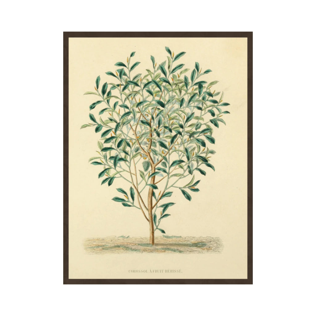 Quadro Botanico 3 - 24x30cm , 40x50cm , 50x70cm e 70x90cm