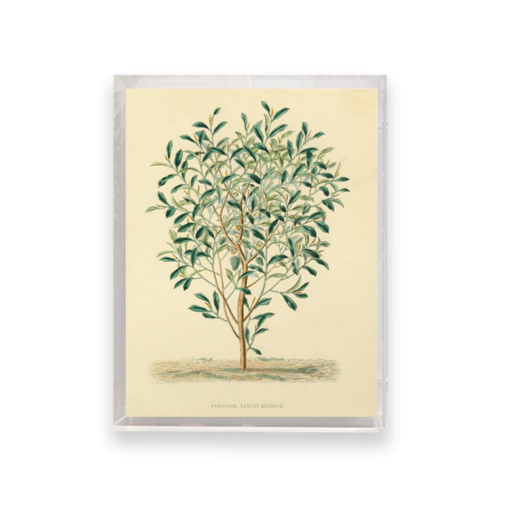 Quadro Botanico 3 - 24x30cm , 40x50cm , 50x70cm e 70x90cm