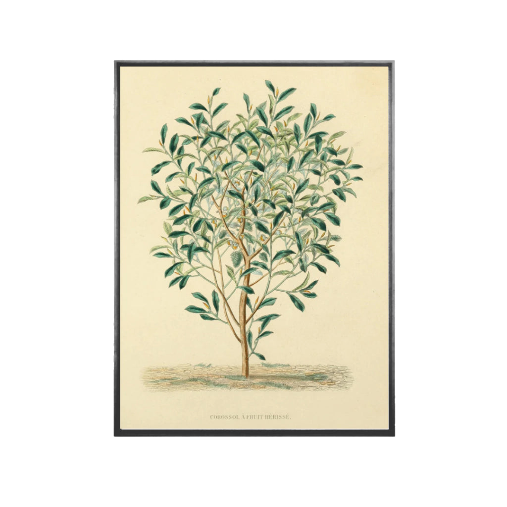 Quadro Botanico 3 - 24x30cm , 40x50cm , 50x70cm e 70x90cm