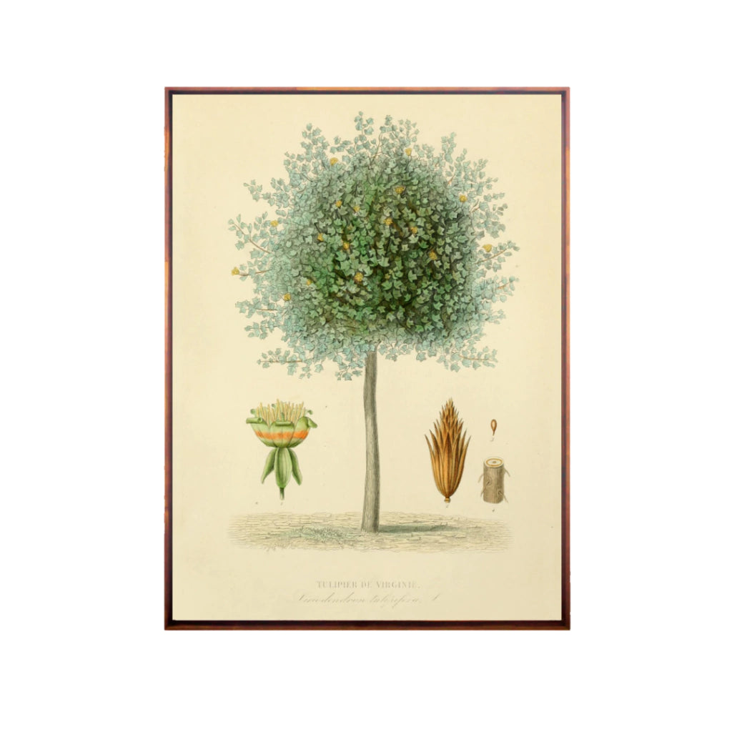 Quadro Botanico 4 - 24x30cm , 40x50cm , 50x70cm e 70x90cm