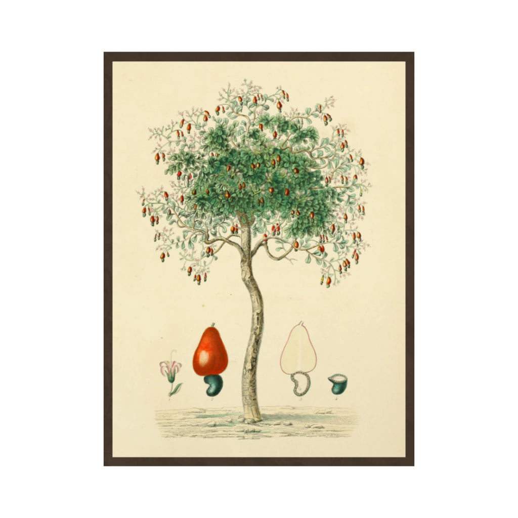 Quadro Botanico 1 - 24x30cm , 40x50cm , 50x70cm e 70x90cm