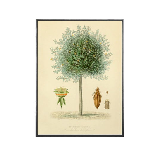 Quadro Botanico 4 - 24x30cm , 40x50cm , 50x70cm e 70x90cm