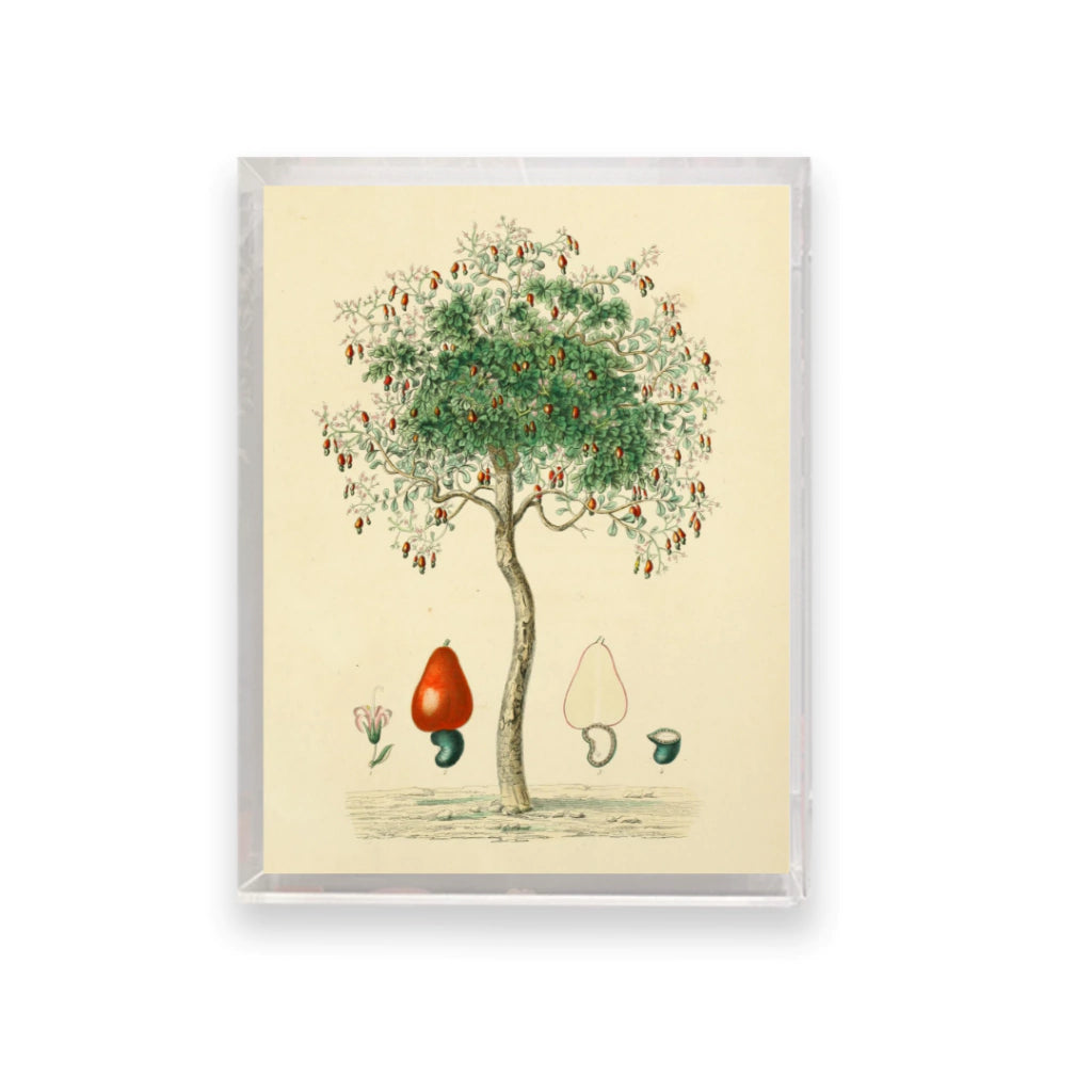 Quadro Botanico 1 - 24x30cm , 40x50cm , 50x70cm e 70x90cm