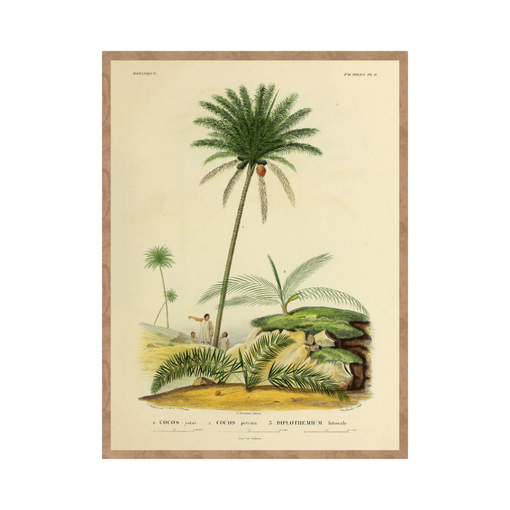 Quadro Botanico 11 - 24x30cm , 40x50cm , 50x70cm e 70x90cm