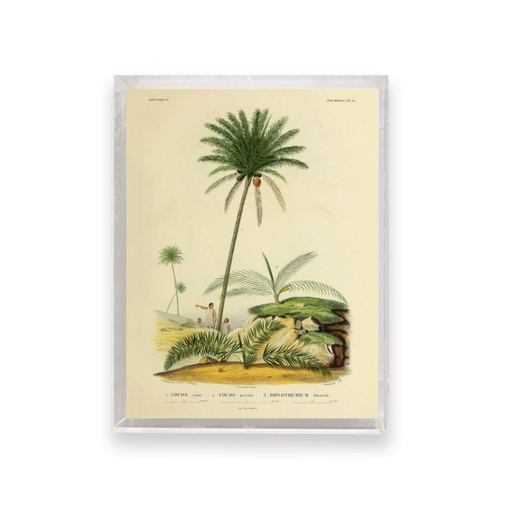 Quadro Botanico 11 - 24x30cm , 40x50cm , 50x70cm e 70x90cm