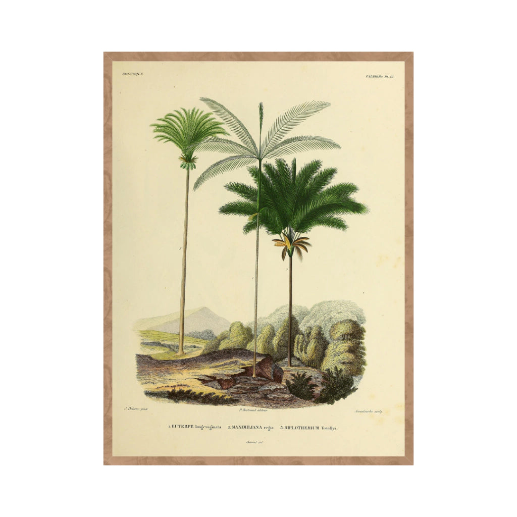 Quadro Botanico 12 - 24x30cm , 40x50cm , 50x70cm e 70x90cm