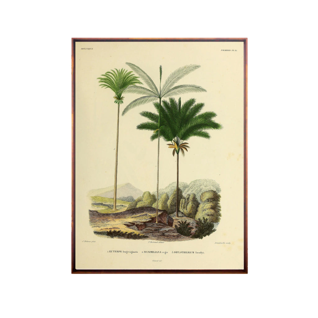 Quadro Botanico 12 - 24x30cm , 40x50cm , 50x70cm e 70x90cm