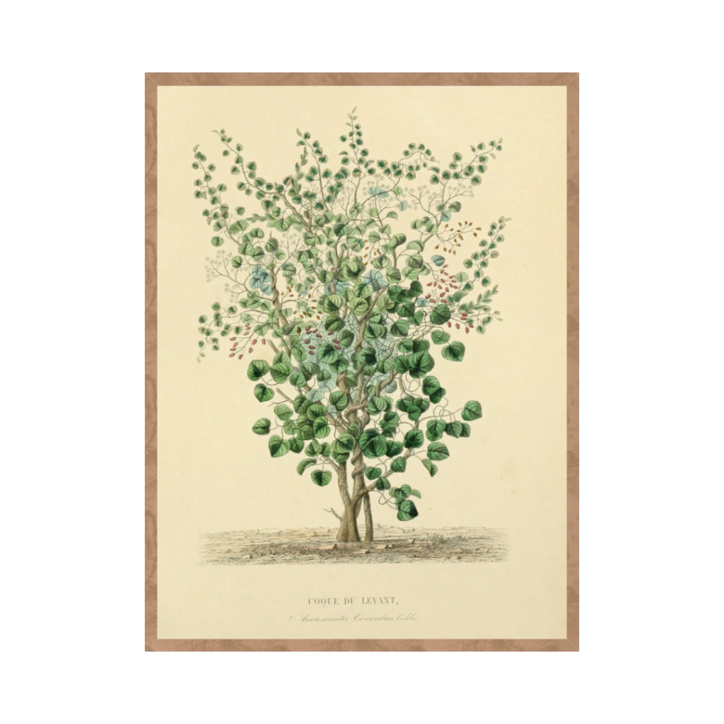 Quadro Botanico 2 - 24x30cm , 40x50cm , 50x70cm e 70x90cm