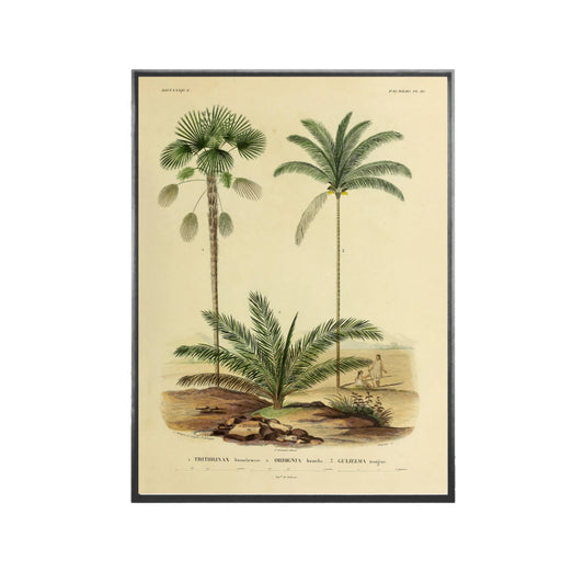 Quadro Botanico 13 - 24x30cm , 40x50cm , 50x70cm e 70x90cm