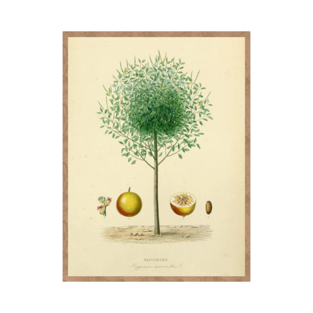 Quadro Botanico 15 - 24x30cm , 40x50cm , 50x70cm e 70x90cm