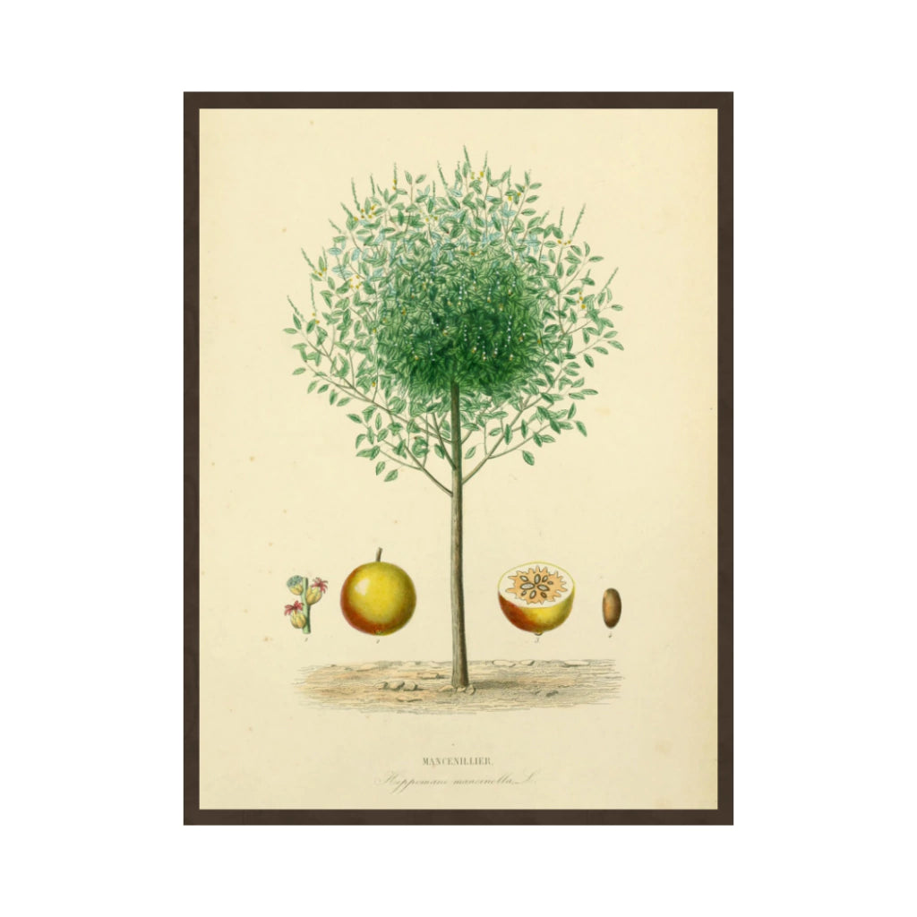 Quadro Botanico 15 - 24x30cm , 40x50cm , 50x70cm e 70x90cm