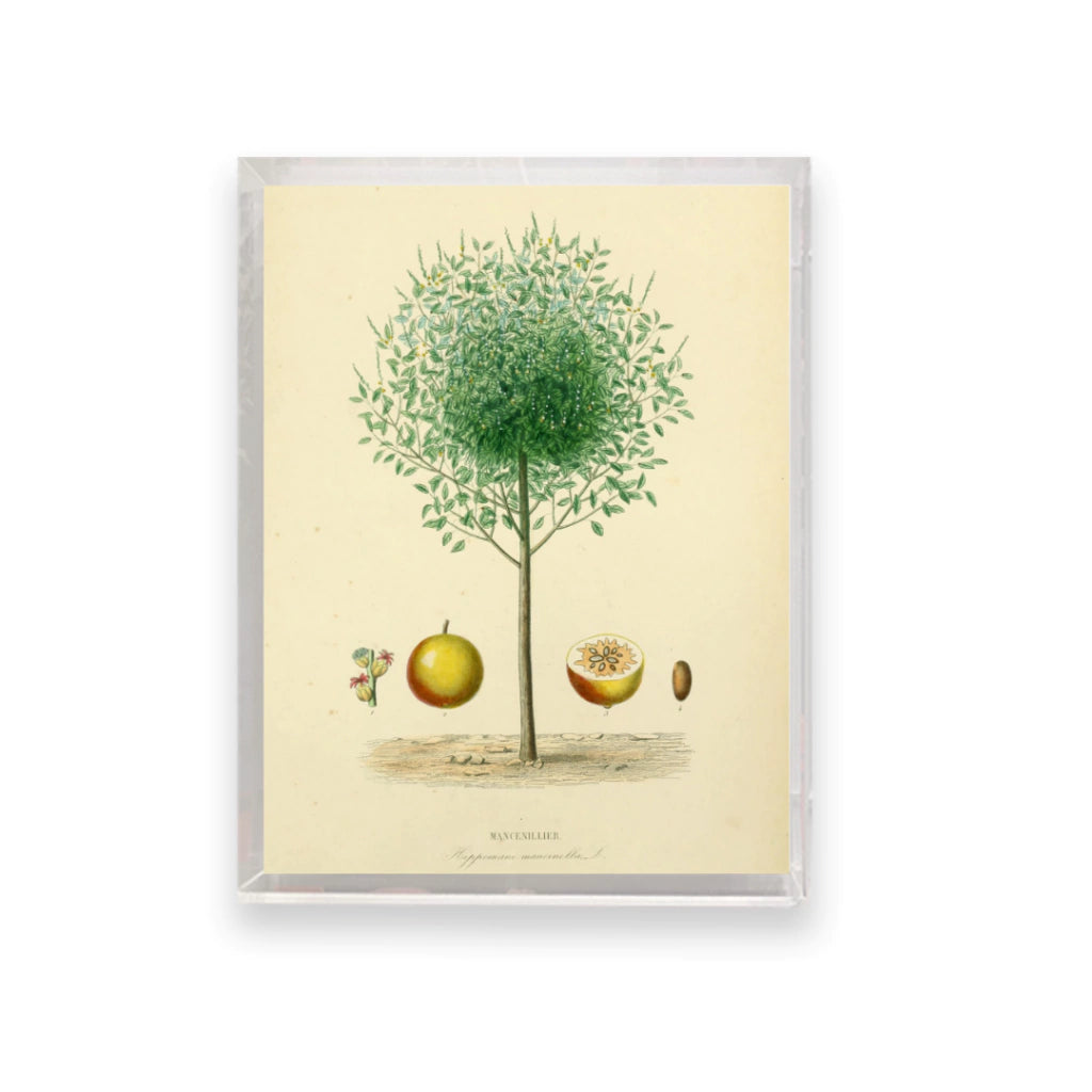 Quadro Botanico 15 - 24x30cm , 40x50cm , 50x70cm e 70x90cm